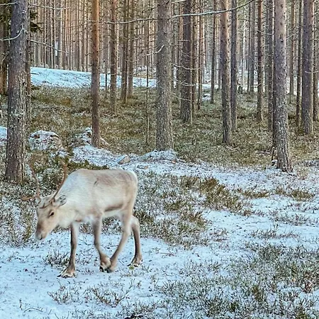 Lumomarja By Interhome * Pyhätunturi